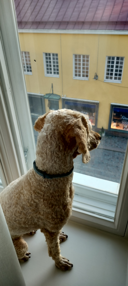 Old Town Porvoo, Finland Nani, my dog, enjoying the Old Town Porvoo, Finland