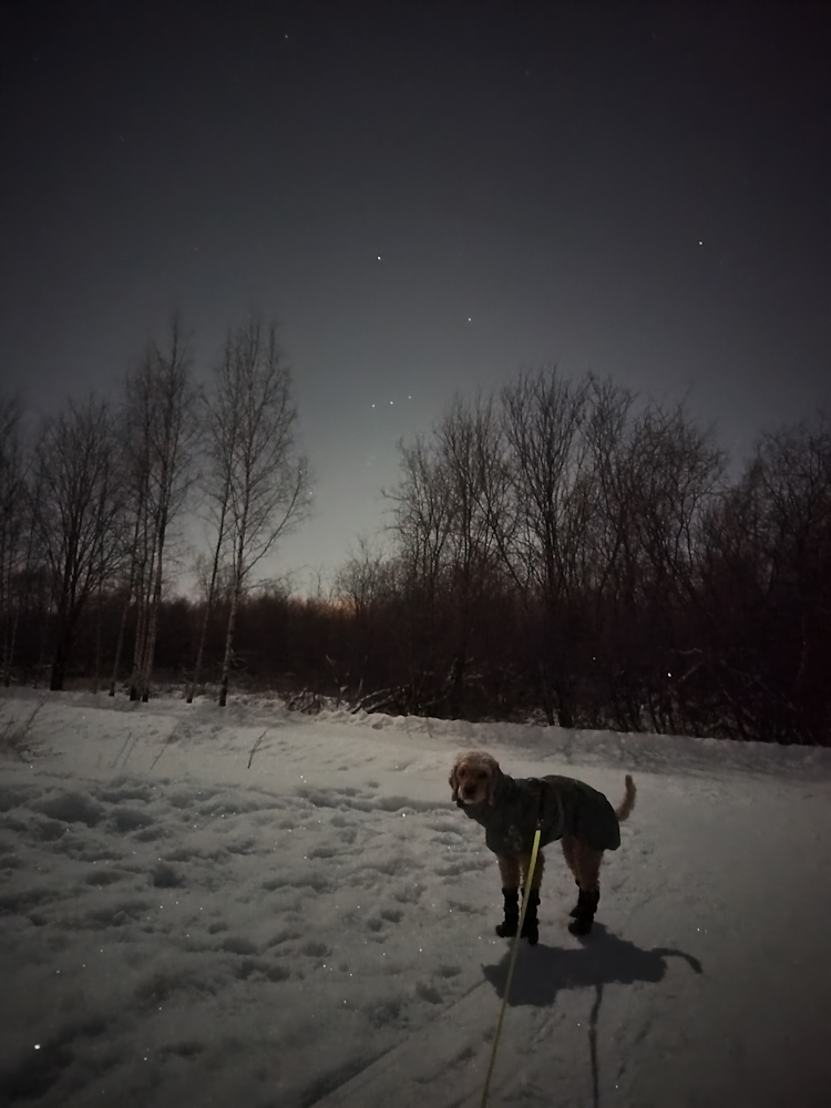 Nani, my dog, at midnight with Orion