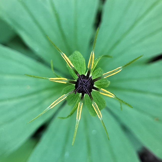 Paris quadrifolia - photo by elinap Paris quadrifolia - photo by elinap